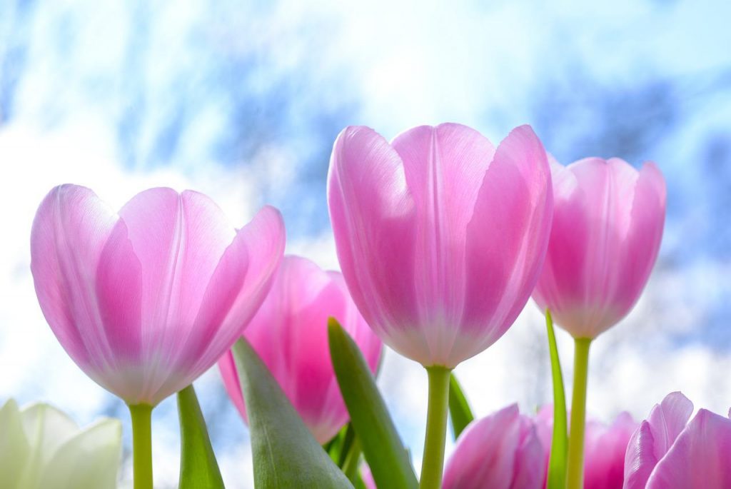 La tulipe : une fleur intemporelle pour féliciter quelqu’un