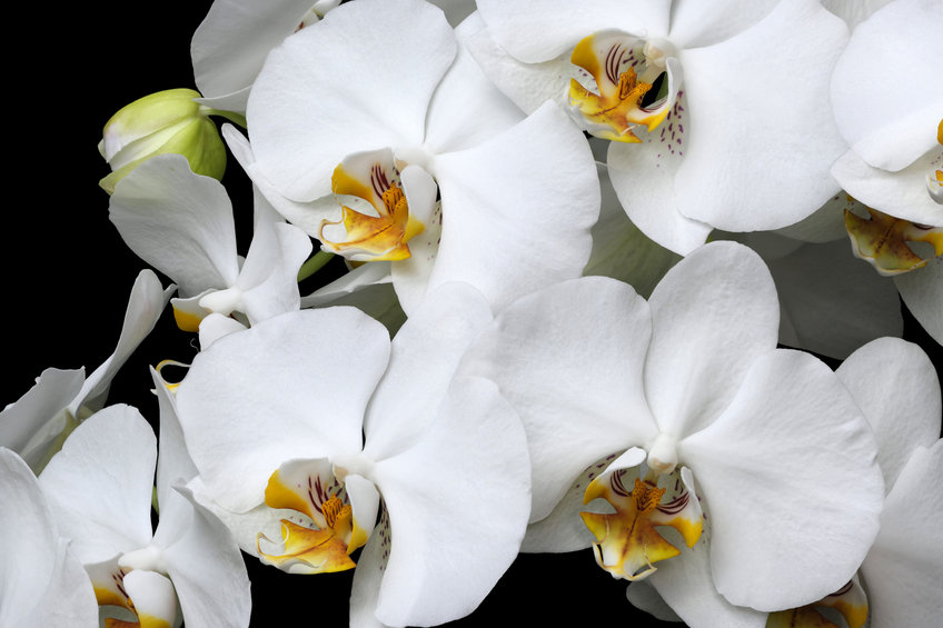 L’orchidée blanche, une fleur de luxe pour féliciter quelqu’un
